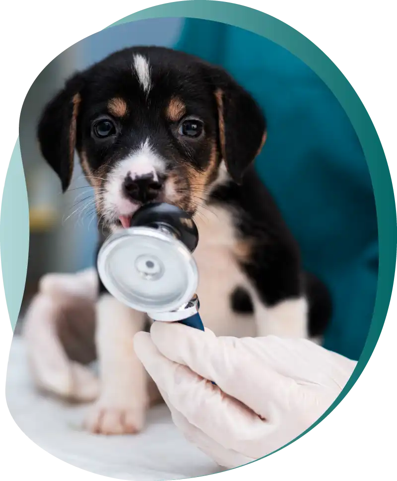Waterkloof Ridge Vet Clinic Quality Vet Care for all pets